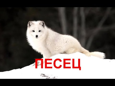 Песец— хищное млекопитающее семейства псовых, единственный представитель рода песцов