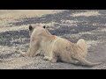 Ngorongoro crater lion calling other