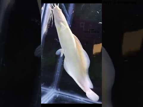 White Cat Fish 