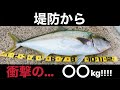 堤防から夢だったメーターオーバーヒラマサが釣れました【泳がせ釣り】【ノマセ釣り】