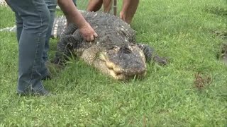 'Albert the Alligator' moved to rehabilitation facility in Texas after he was seized in Hamburg