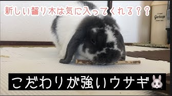 かじり木 Youtube かじり木 Youtube
