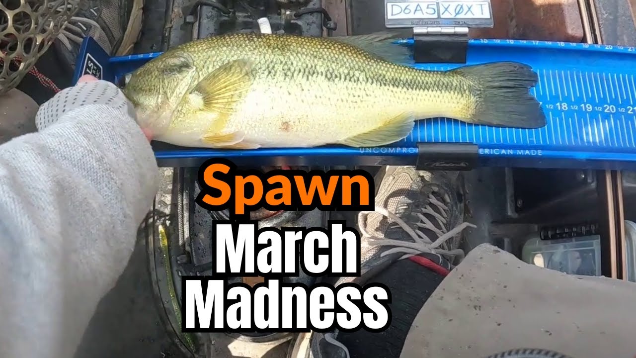Spawn Bass Fishing March Madness