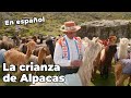 la Crianza de Alpacas