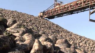 Special Episode: Sugar Beet Harvest  - America's Heartland