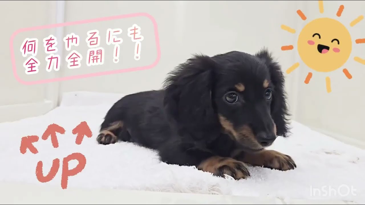 愛嬌たっぷりミニチュアダックスくん✨ - YouTube