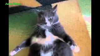СМЕШНЫЕ ПРИКОЛЫ С УЧАСТИЕМ ЛЮДЕЙ И ЖИВОТНЫХ 2016 FUN WITH ANIMALS СМЕШНЫЕ ПРИКОЛЫ С УЧАСТИЕМ ЛЮДЕЙ И ЖИВОТНЫХ 2016 FUN WITH ANIMALS