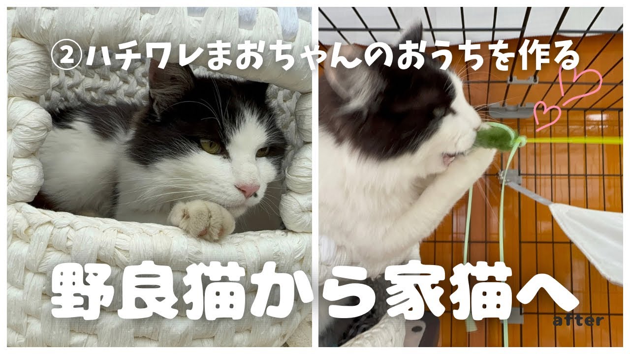 【保護猫 2】野良猫から家猫へ〜ハチワレまおちゃん（♂）のおうちをつくる〜