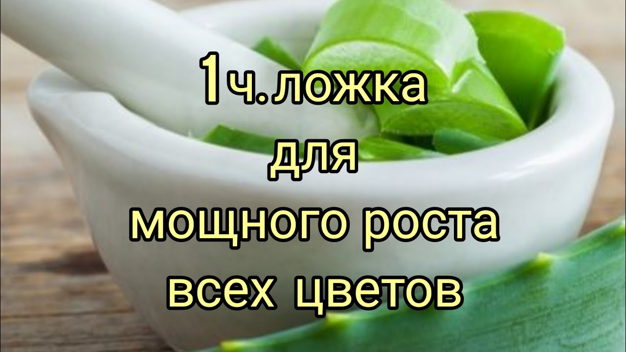 Алоэ для орхидей. Алоэ биостимулятор. Сок алоэ для подкормки цветов. Сок алоэ для комнатных растений подкормки. Подкормка цветов из алоэ.