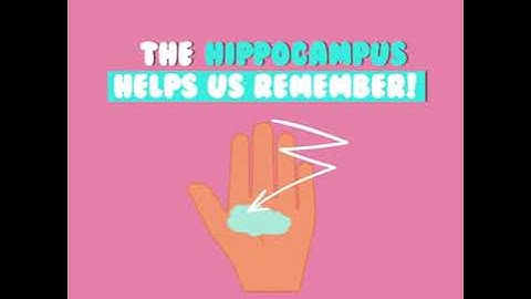 Hand Model of the Brain