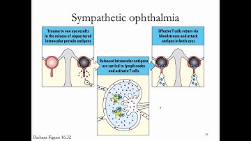 Immunology Fall 2019 Lecture 28: Peripheral Tolerance/Autoimmunity 2
