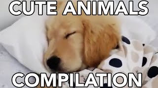 SUPER Cute Baby Animals Videos Compilation Cute Moment of the Animals 2019