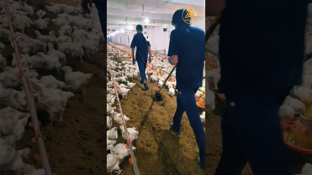 How to Summon Chicks 🐥  #shorts #aahadtv