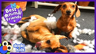 Two Cuddliest Wiener Dogs Look Exactly Alike | Animal Videos For Kids | Dodo Kids