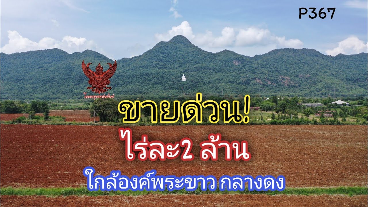 P367|ขายด่วน! ที่ดินกลางดง ใกล้องค์พระขาว วิวภูเขาสวยสุดๆ ติดถนน2ด้าน เจ้าของขายไร่ละ2ล้าน 73ไร่เศษ