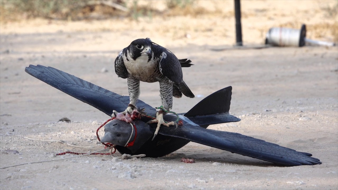 Dubai   Pandora Vlog Episode11