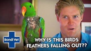 Attention seeking bird pulls out his own feathers!! | Bondi Vet