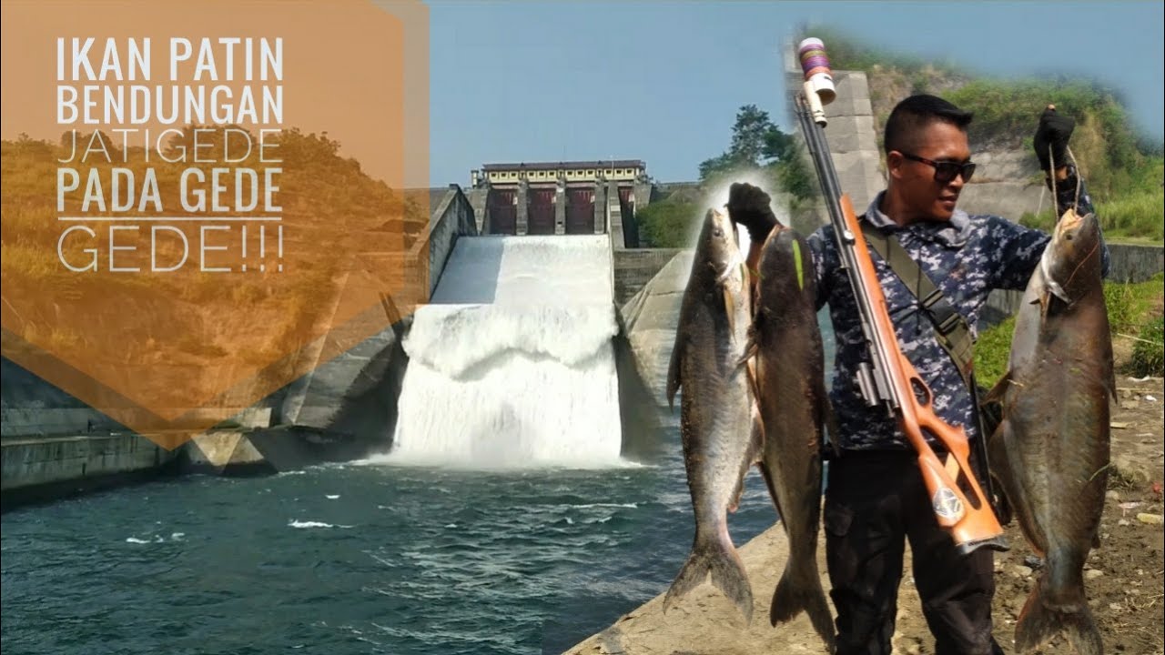 #PASERMANIA //Ikan patin bendungan jatigede pada gede gede!!!! 