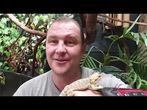 Video: Adenovirusinfeksie In Reptiele