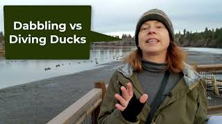 Diving Ducks vs Dabbling Ducks, What's the Difference?