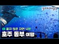 때 묻지 않은 자연 낙원, 신비한 해양 생태계 &#39;호주 동부 여행2⃣&#39; Trip to Australia (KBS_20170506)