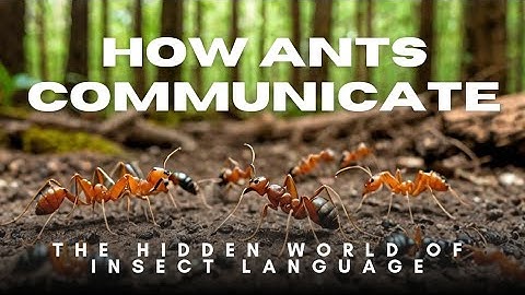 How Ants Communicate: The Hidden World of Insect Language #NatureScience