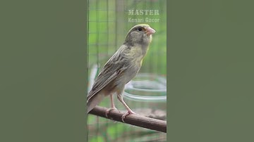 Thumbnail of Kenari Isian Lovebird dan Ciblek