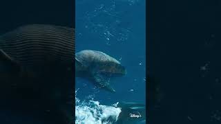 Largest gathering of fin whales EVER seen #shorts image