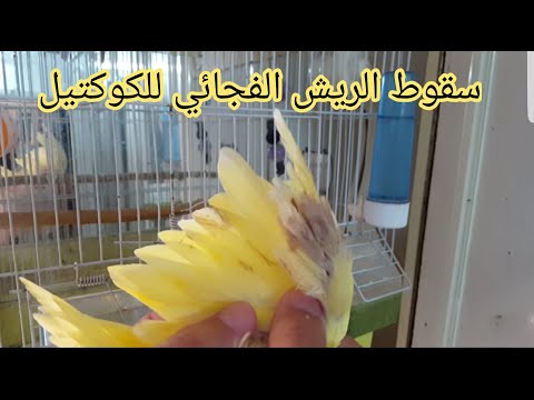 سقوط الريش الفجائي بكثرة لطائر الكوكتيل