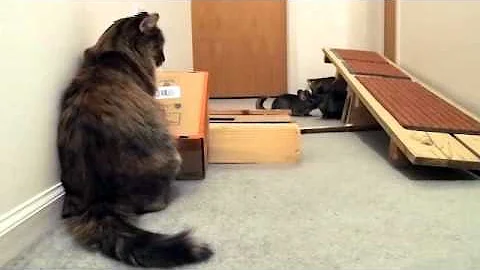 Video 11829131: cat chinchilla