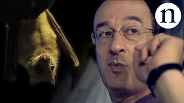 The bat man: Neuroscience on the fly