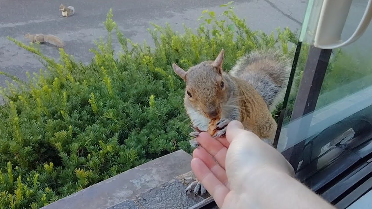 Squirrel's reaction to holding her paw for the first time