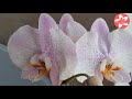 Орхидеи на моём окне июнь 2021🌸Орхидейные события приятные и не очень