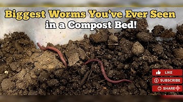 Biggest Worms You’ve Ever Seen in a Compost Bed! 🪱🪱🪱