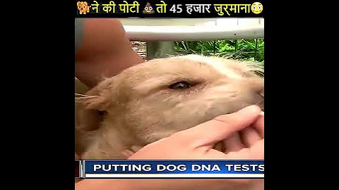 कुत्ते ने की पोटी 💩 तो लगेगा 45 हजार जुर्माना 😂😲#shorts #backtobasics by #arvind arora #a2