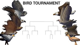 BIRD TOURNAMENT - ANIMATION