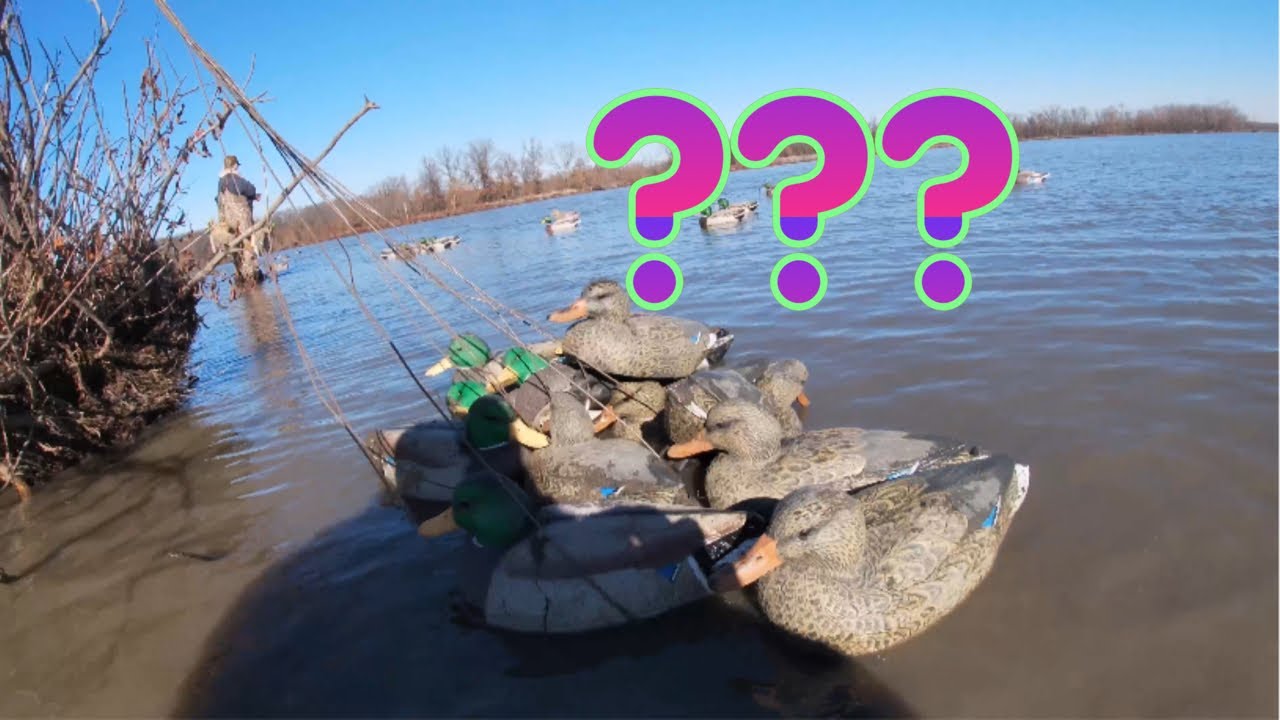 Where are the Ducks at?!