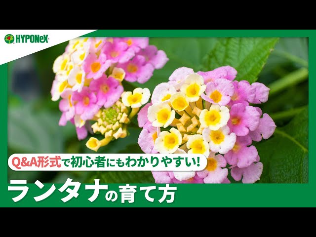 ランタナ苗B ランタナの育て方 春から秋まで長く咲く魅力いっぱいのランタナ