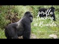 Trekking des gorilles au rwanda  tout ce que vous devez savoir