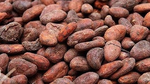How to make easy cocoa bean farm: [Simple and efficient!] 1.7 - 1.8