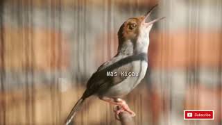 Suara Pikat Prenjak Betina Gacor