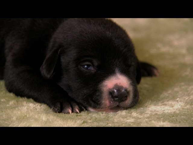 Lab Mix Puppies | Too Cute! - Youtube