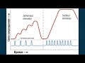 Физиология мышц. Часть VI: работа скелетных мышц. Регуляция силы сокращения