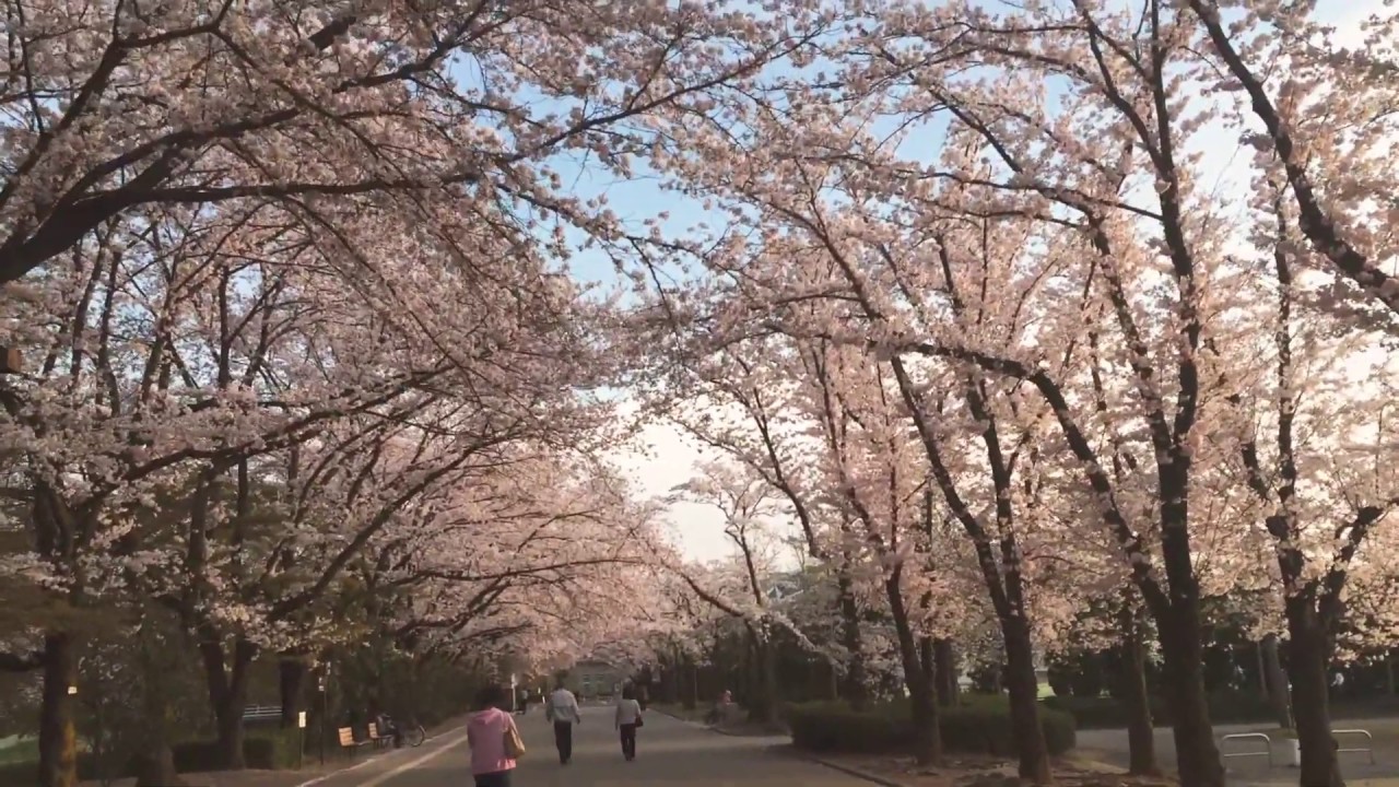 Japan Cherry Blossoms - YouTube Japan Cherry Blossoms - YouTube