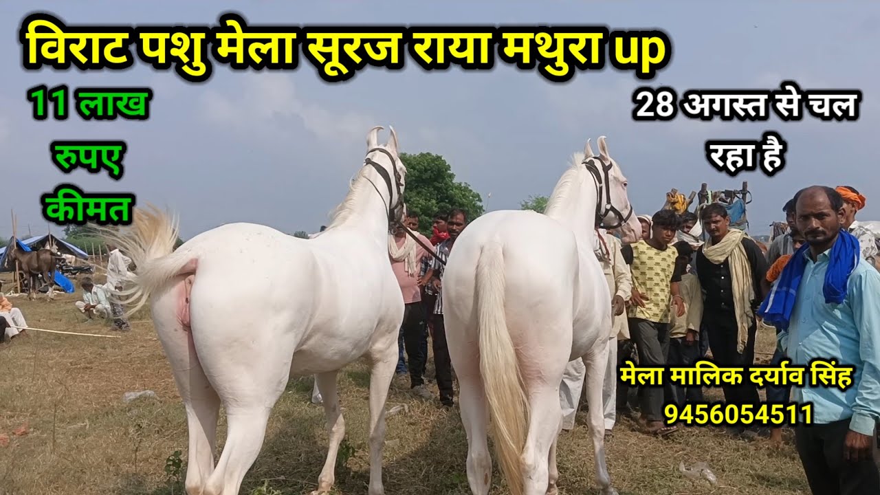 विराट पशु मेला सूरज ll 30 अगस्त 2025 ll इस पशु मेला में 11 लाख तक की घोड़ी पहुंची है