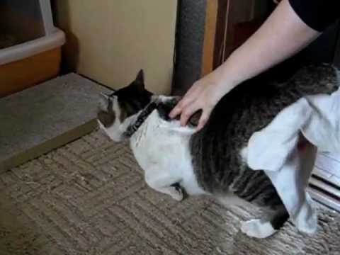 弟子猫トキのおしり拭き 三連発 Youtube