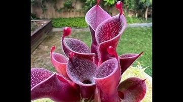 قراءة من سورة طه بصوت الشيخ صلاح بو خاطر الآيات(1-82)