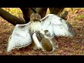 Ninja Squirrel Makes Lucky Escape from Deadly Hawk Attack