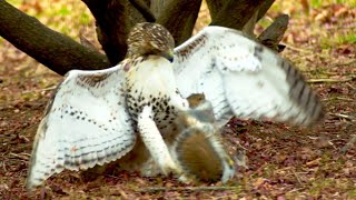 Ninja Squirrel Makes Lucky Escape from Deadly Hawk Attack