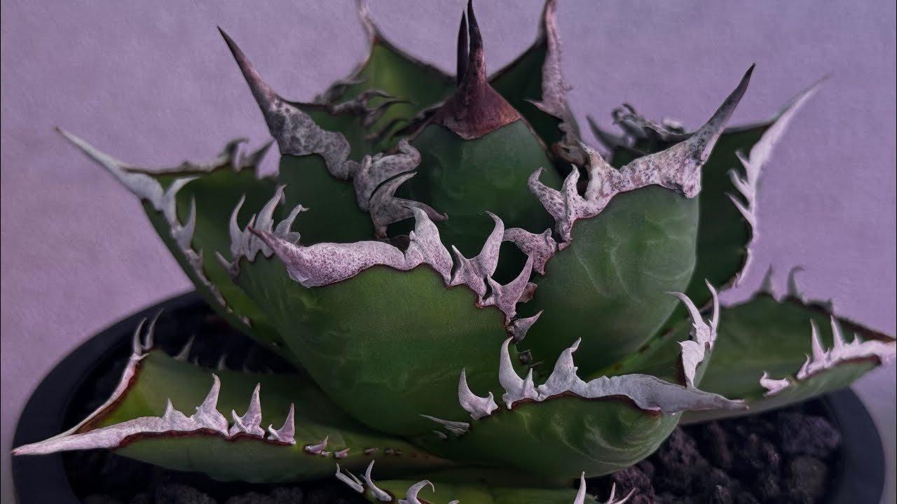 20260718 厳選アガベ・チタノタ 海王（中株）-038｜agave titanota